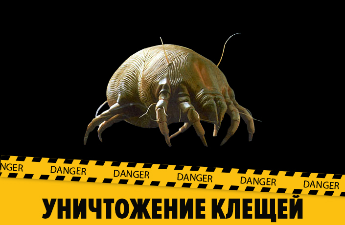 mite